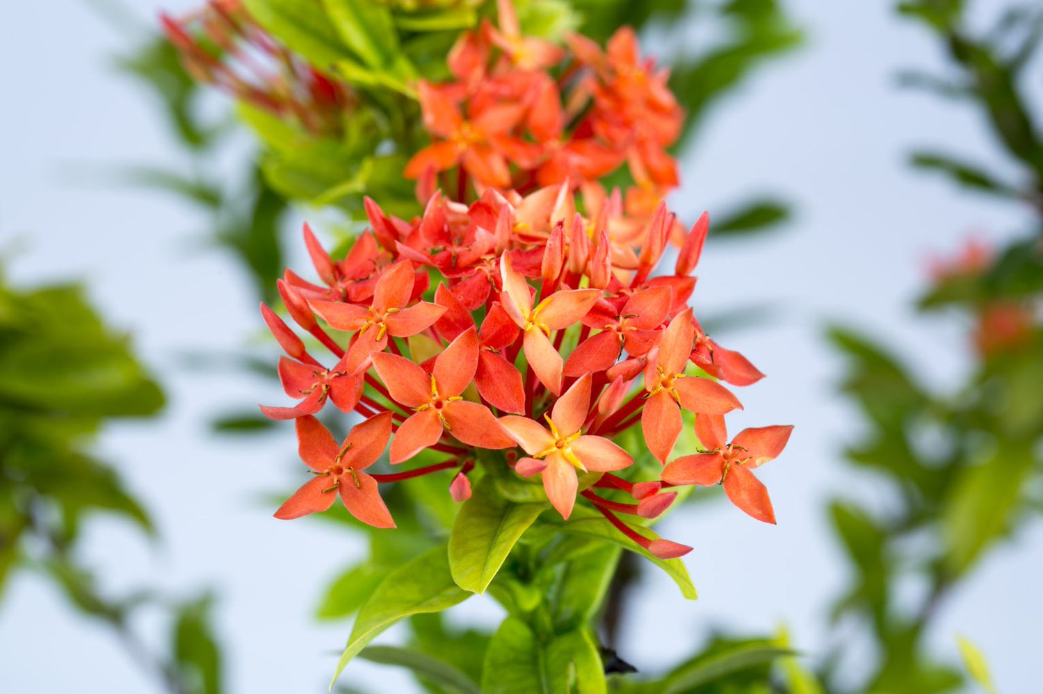 Ixora Chinensis Red