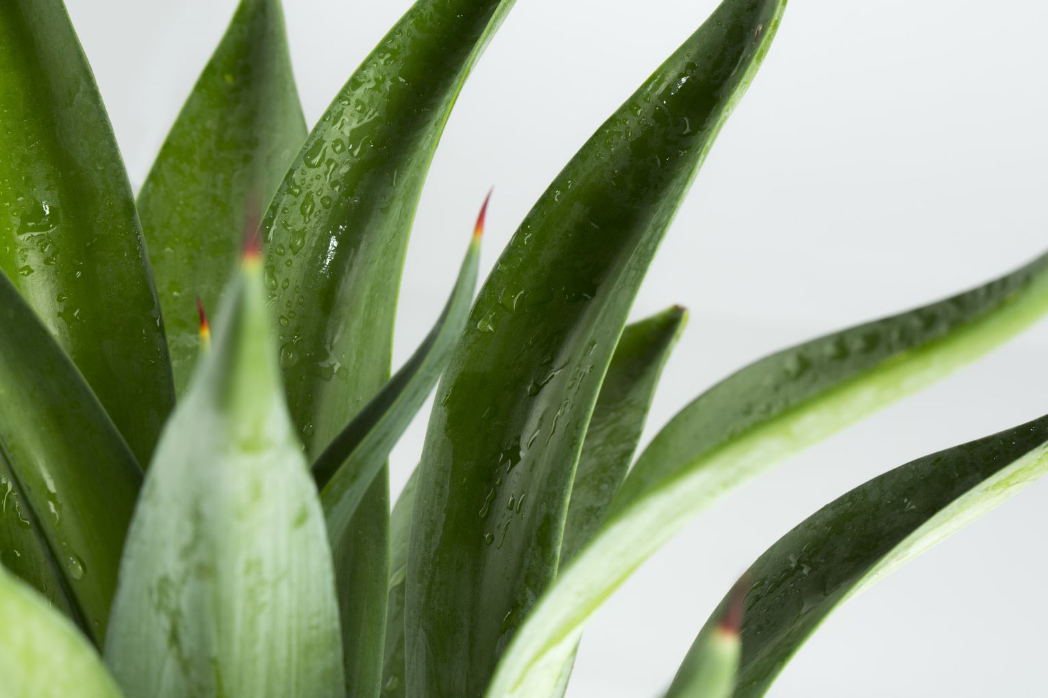 Agave Attenuata