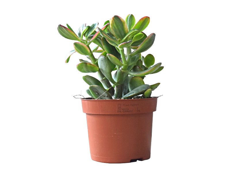 Crassula