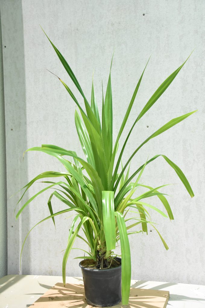 Pandanus veitchii