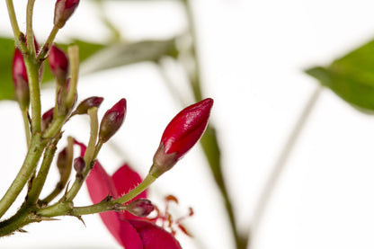 Jatropha integerima