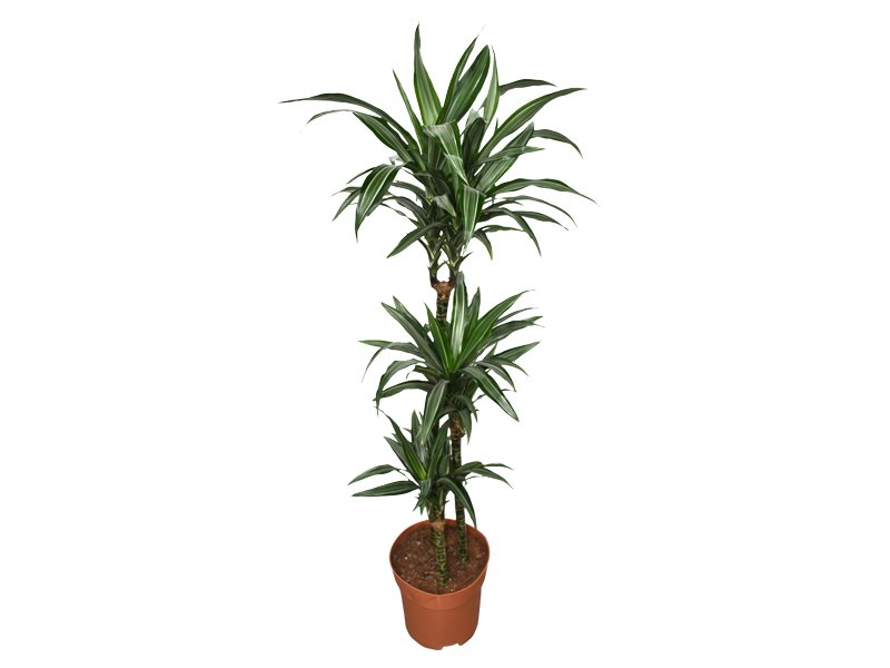 Dracaena warneki