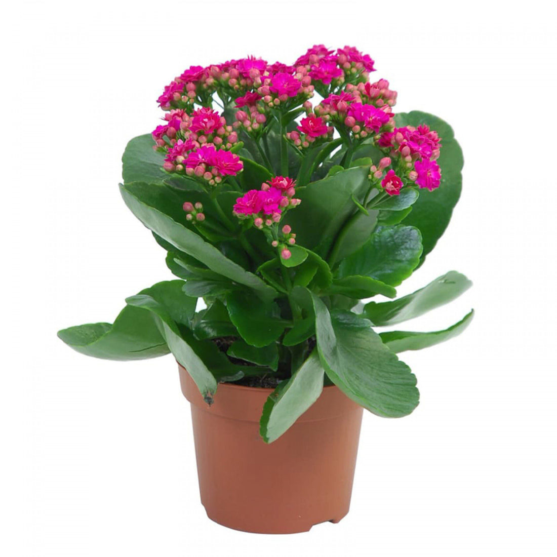 Kalanchoe Plant