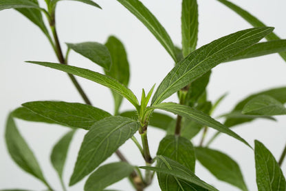 Ruellia Tuberosa