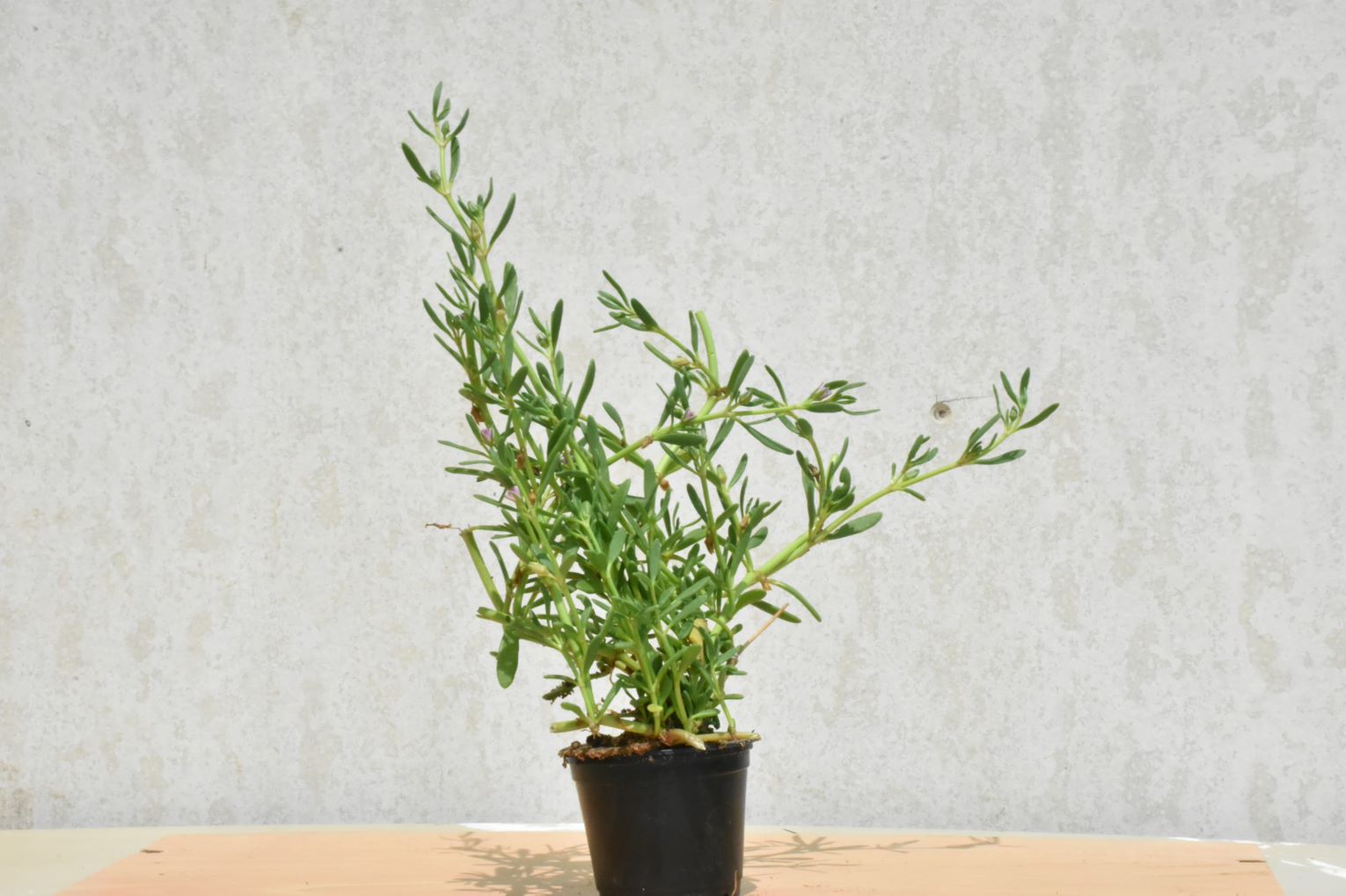 Sesuvium Portulacastrum