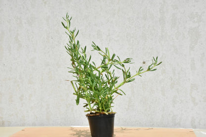 Sesuvium Portulacastrum