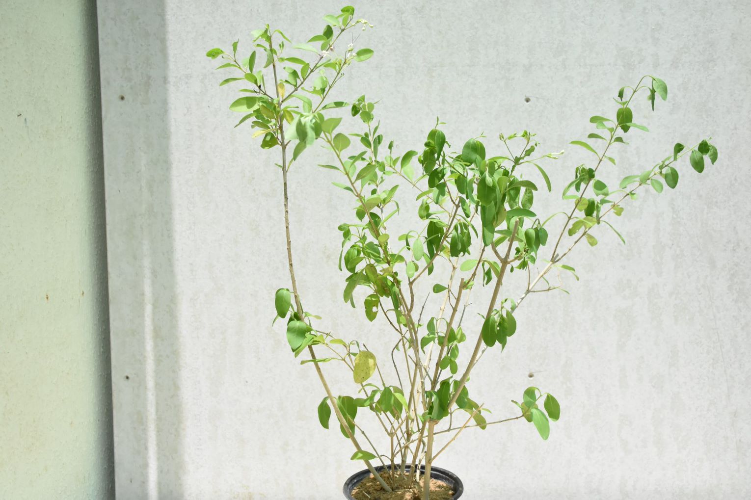 Clerodendrum Inerme