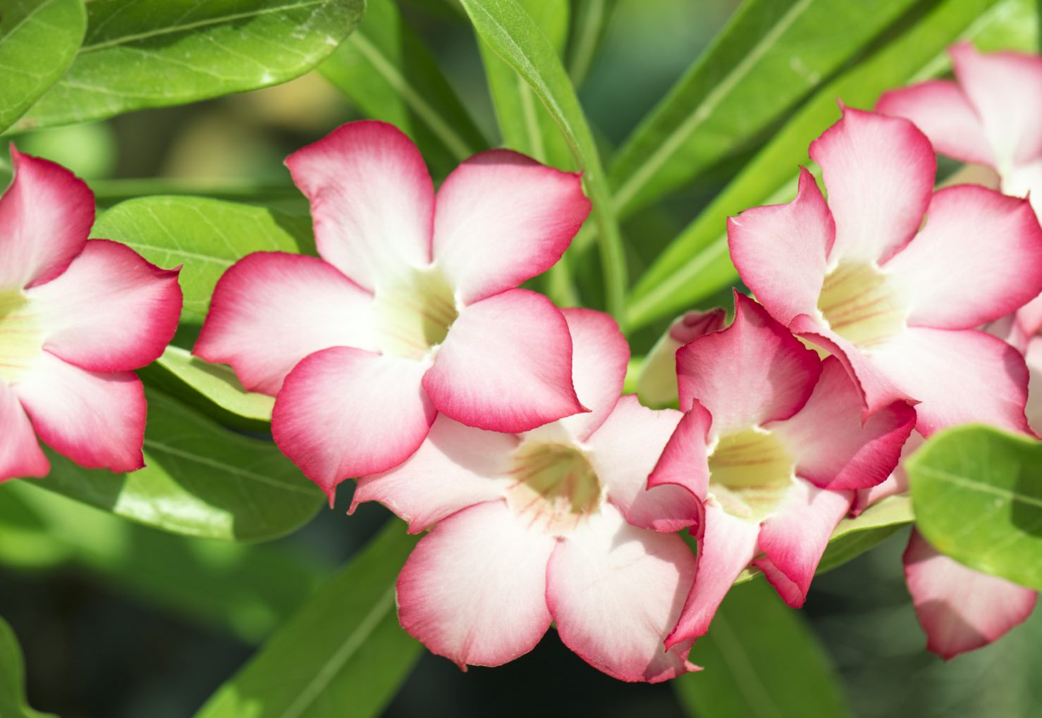 Adenium Obesum