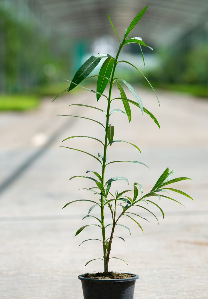 Nerium Oleander