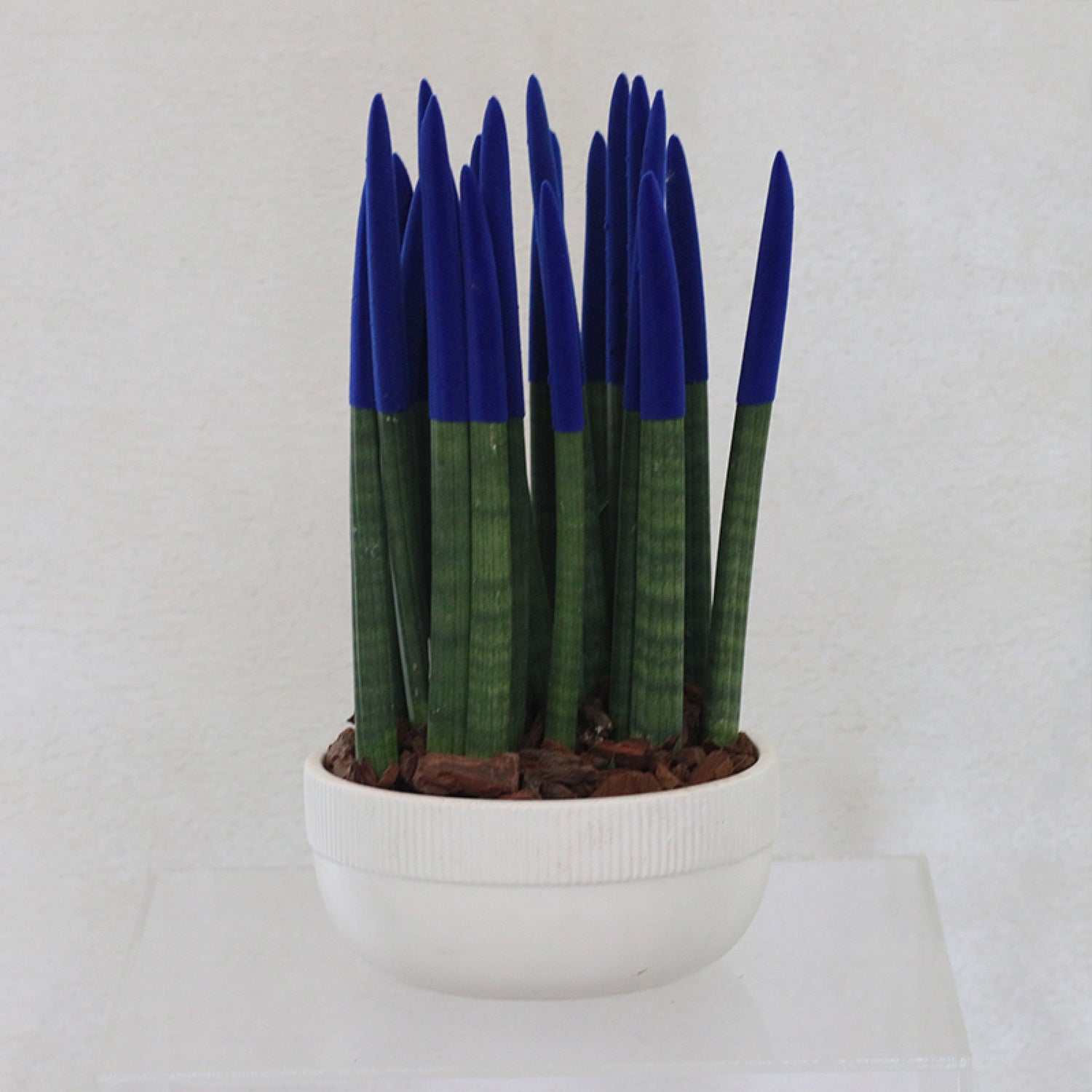 Sansevieria Blue Velvet Plant – White Pot