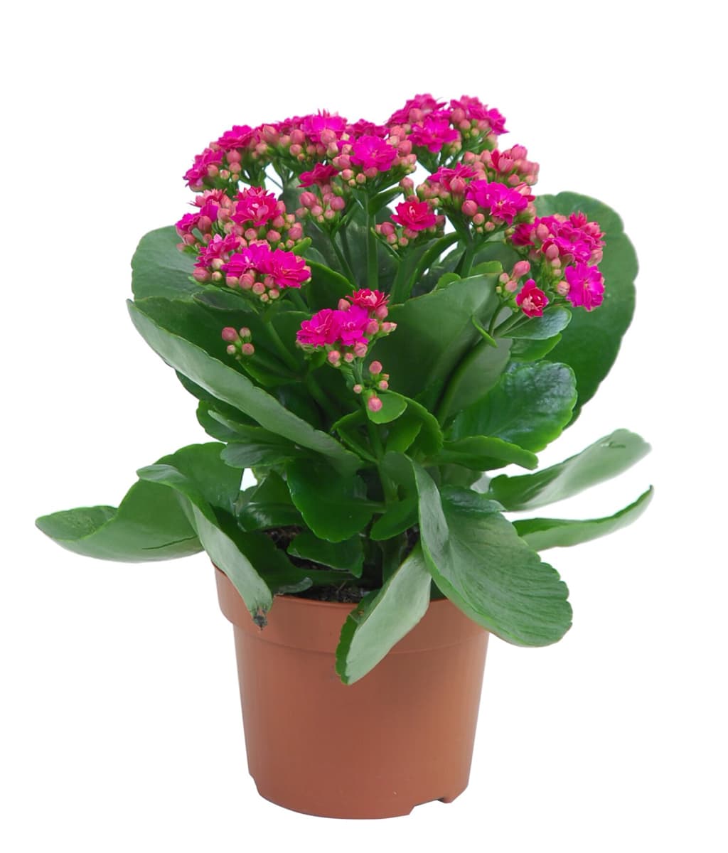 Kalanchoe white or pink