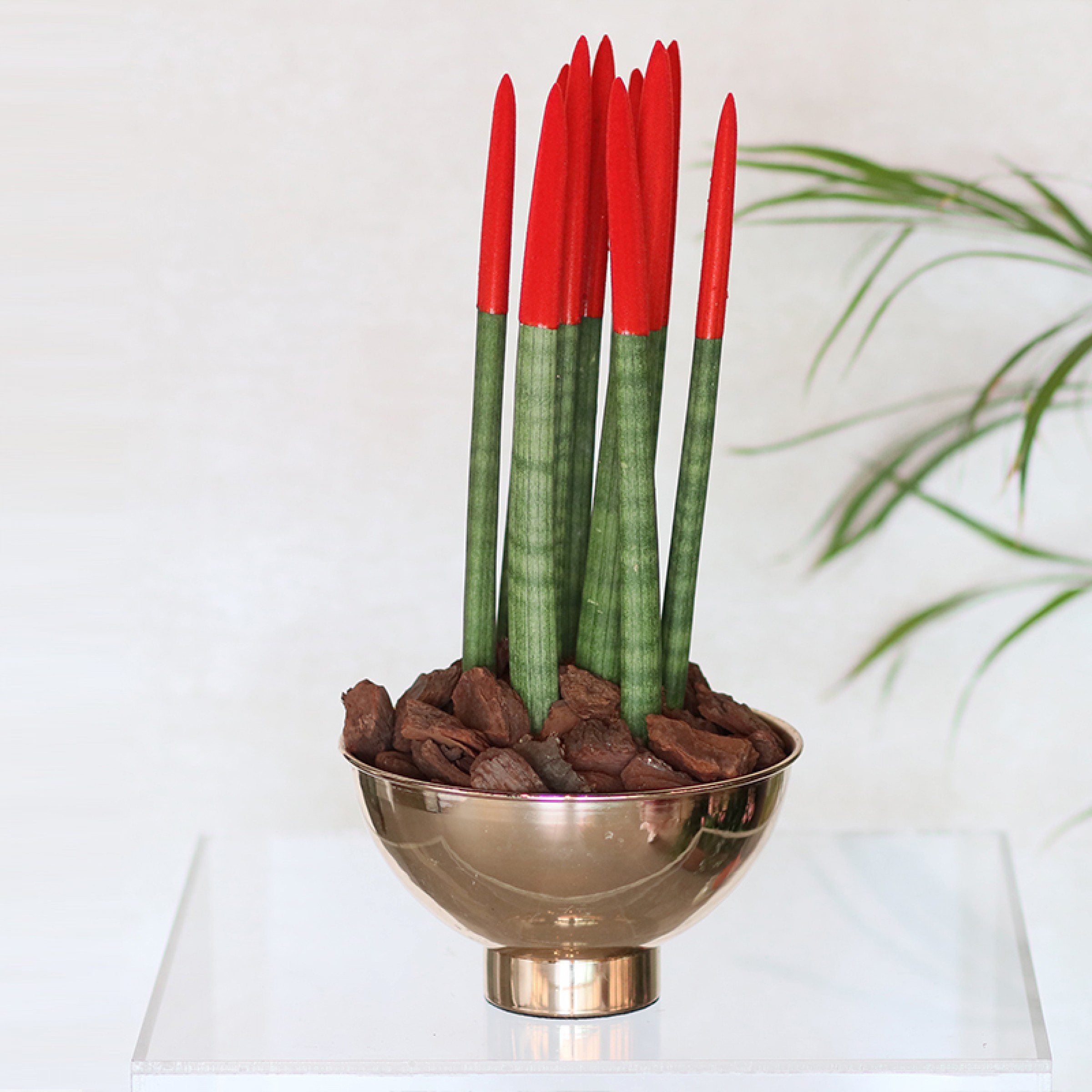 Sansevieria Red Velvet Plant