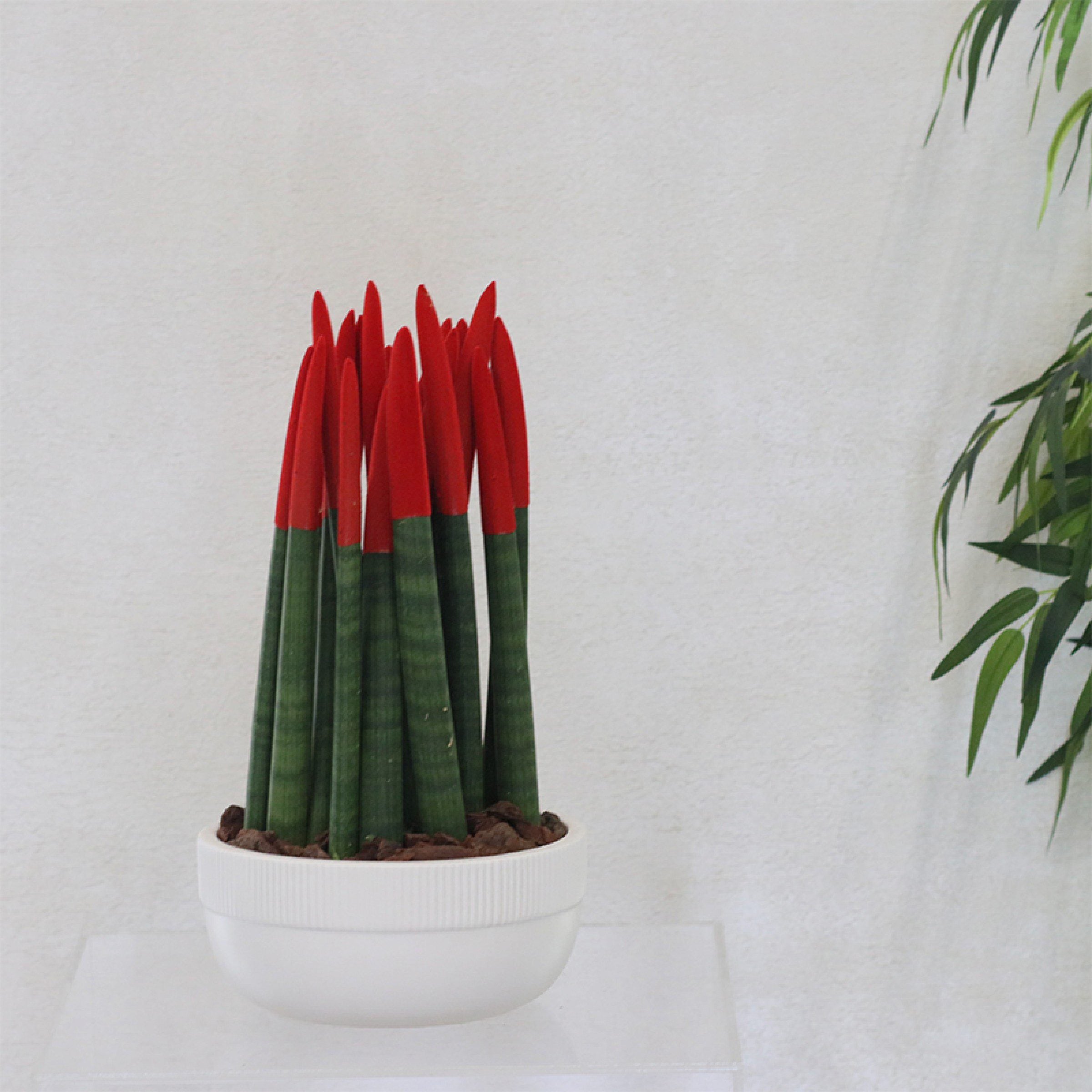 Sansevieria Red Velvet Plant – White Pot