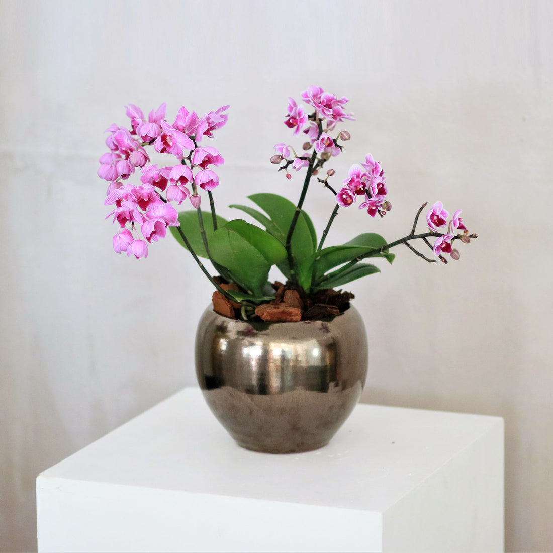 Mini Phalaenopsis in Bronze Pot