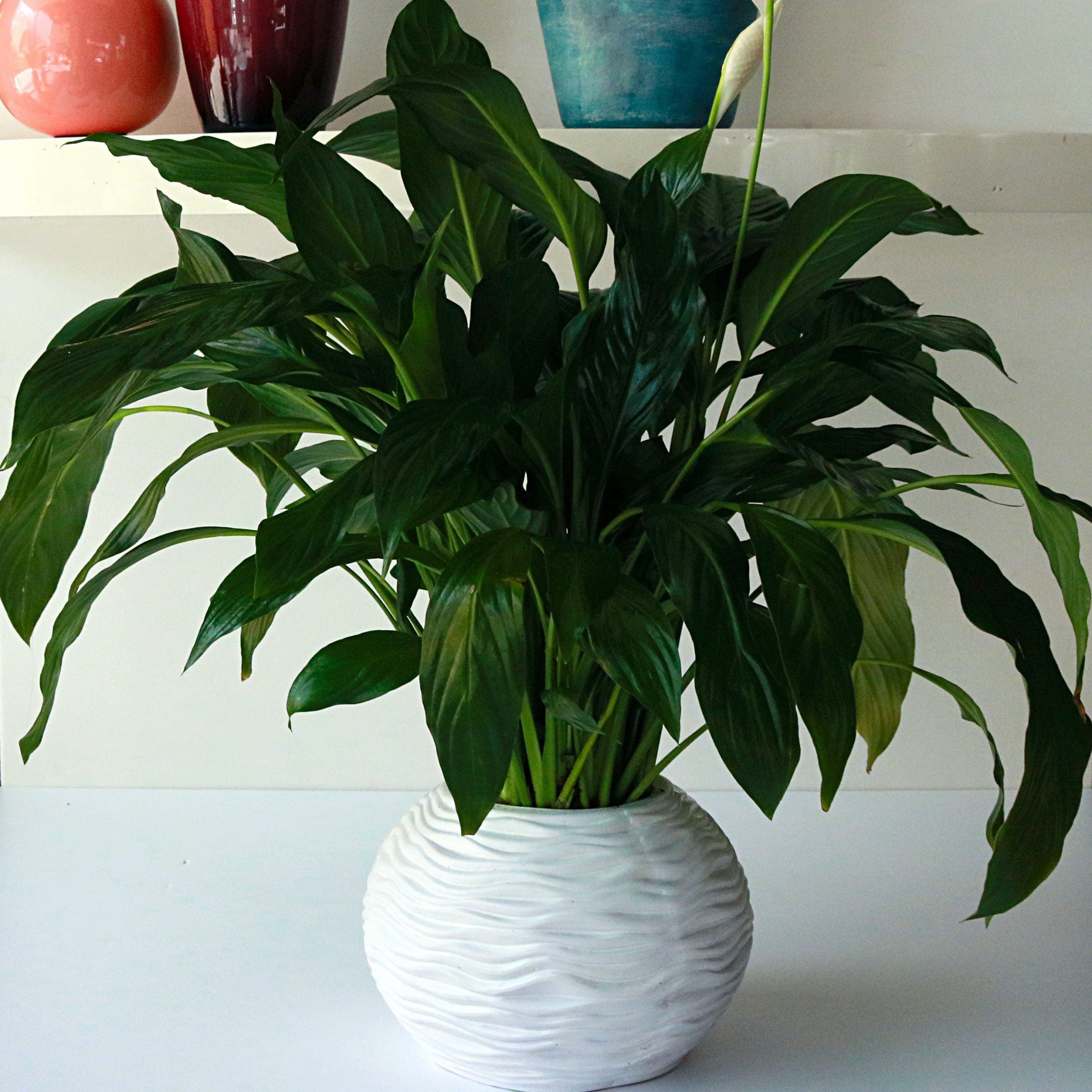 Spathiphyllum Joy in a Vase