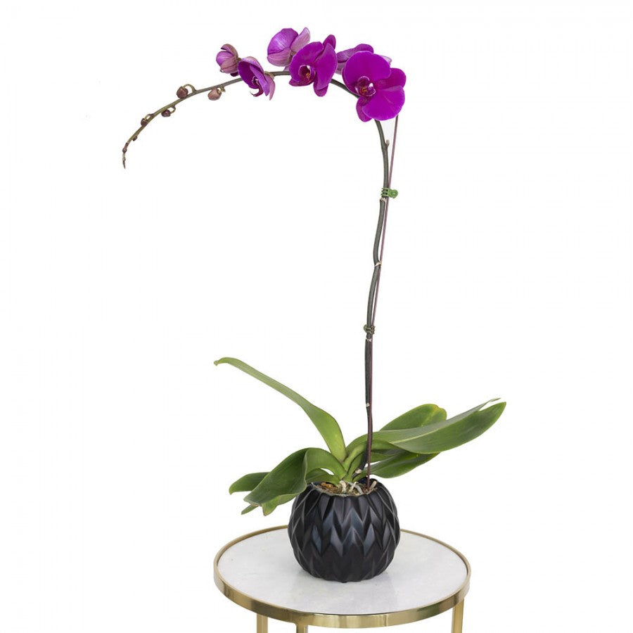 Phalaenopsis Regular