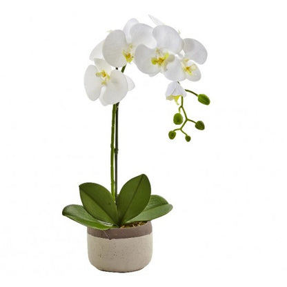 Phalaenopsis Regular