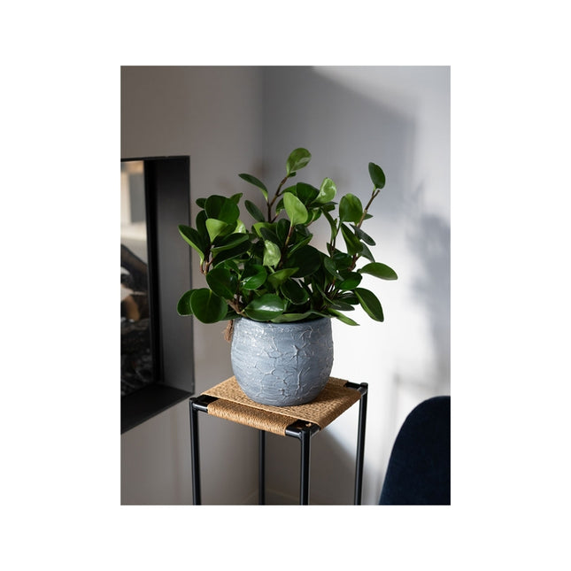 Evi Pot Antique Silver