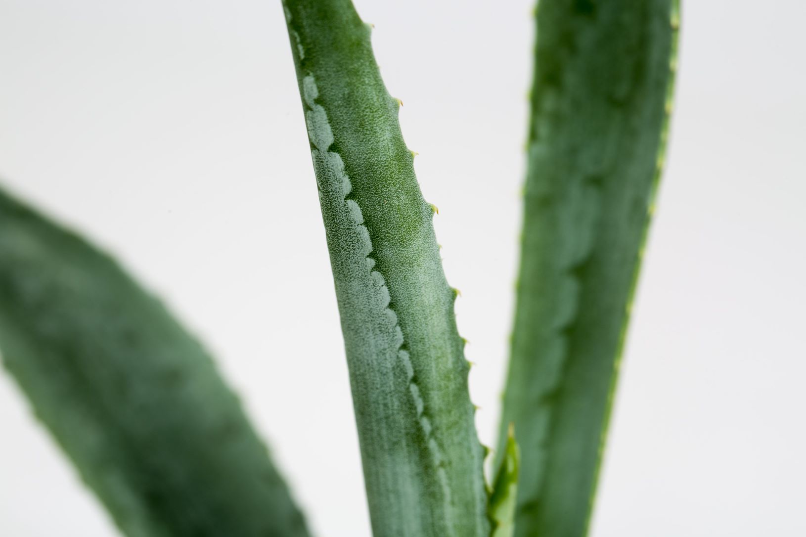 Agave Blue