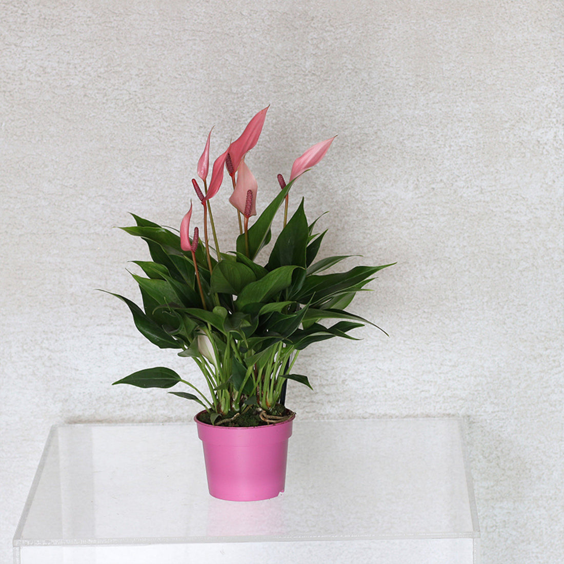 Pink Anthurium Lily Plant