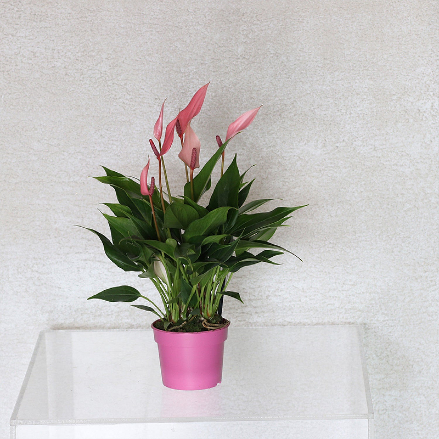 Pink Anthurium Lily Plant