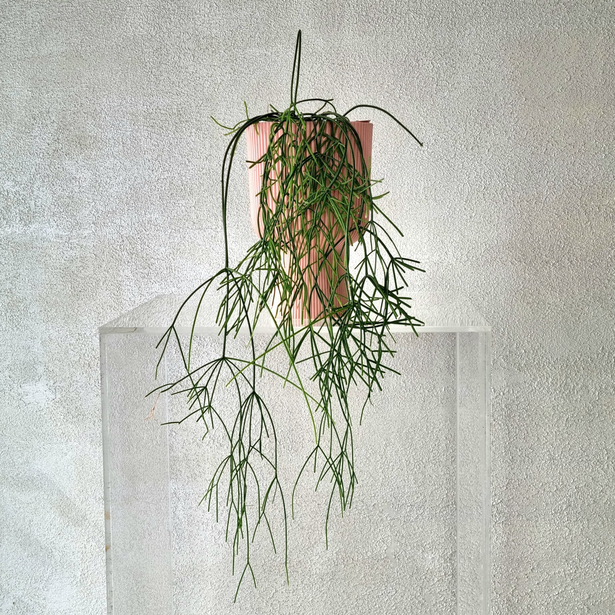 MISTLETOE CACTUS IN EHLO VASE