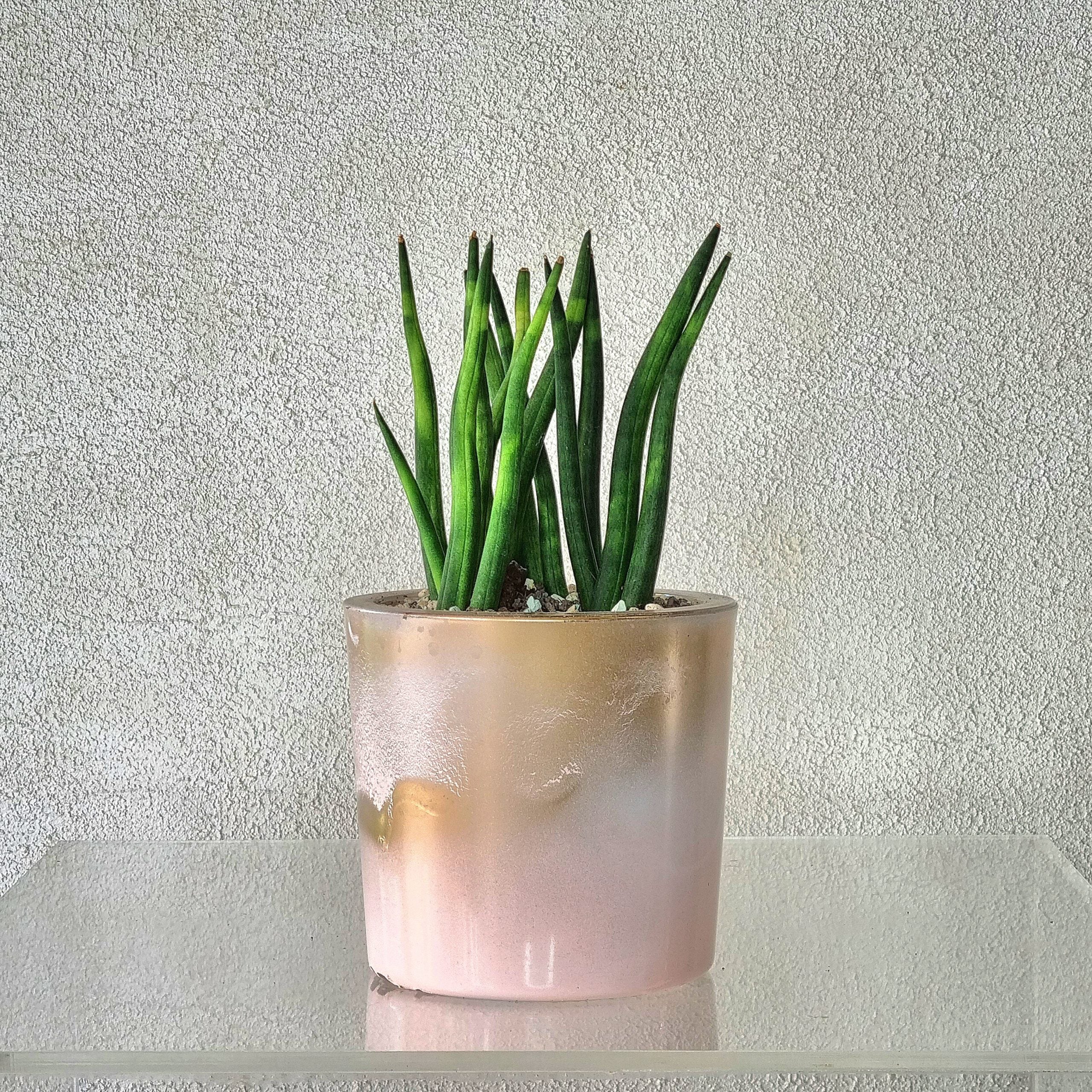 LITTLE SANSIVIERIA IN PINK GLASS VASE