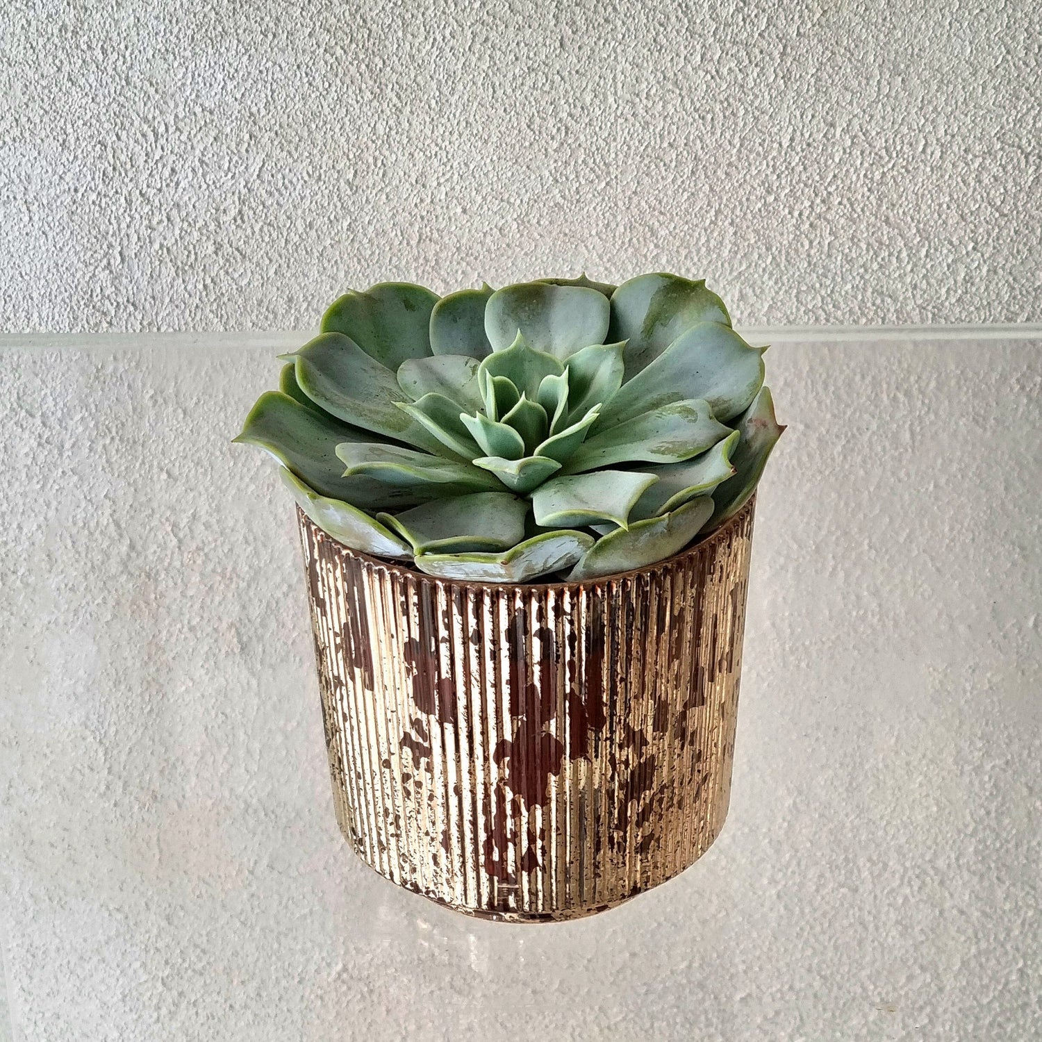 ECHEVERIA IN RUSTIC GLASS VASE