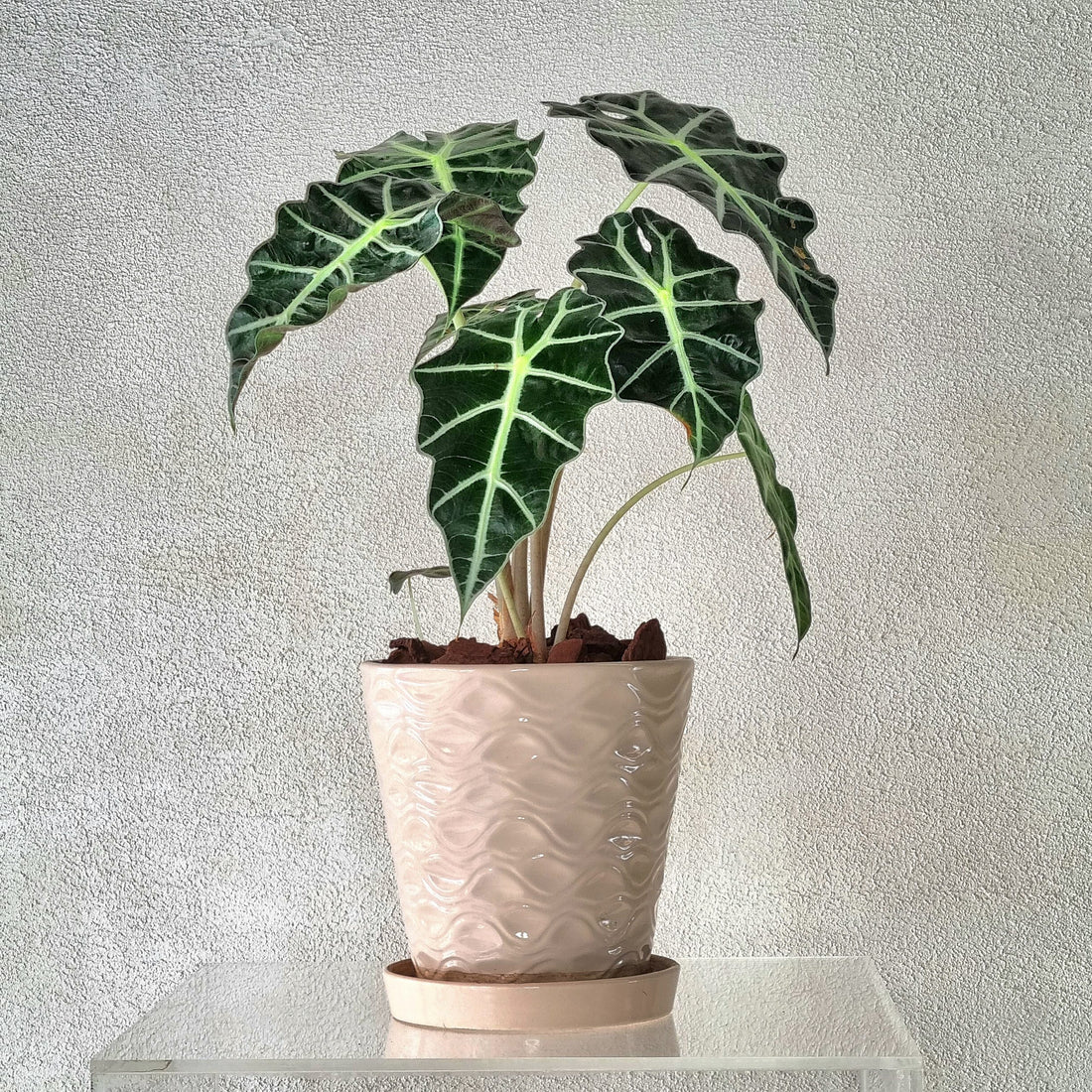 ALOCASIA AMAZONICA IN CERAMIC POT