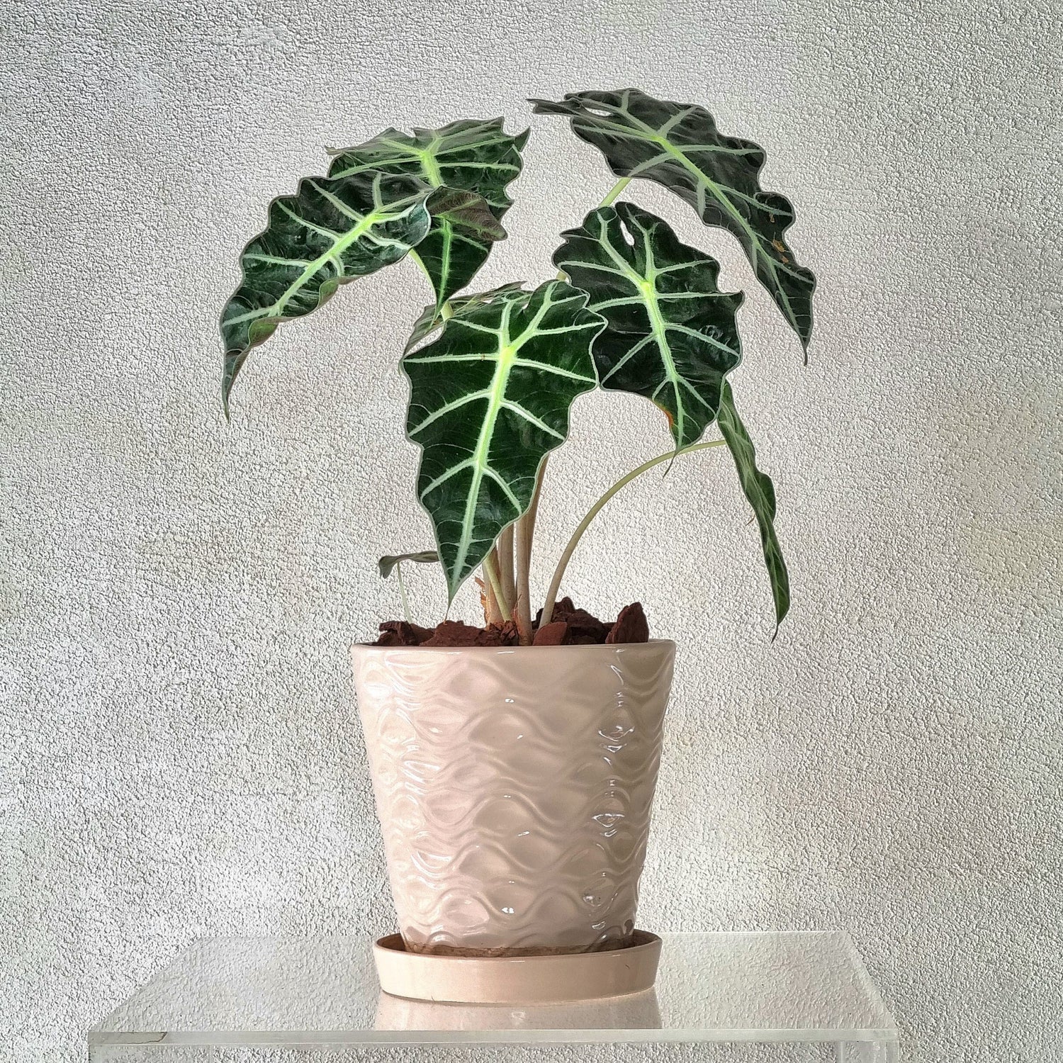 ALOCASIA AMAZONICA IN CERAMIC POT