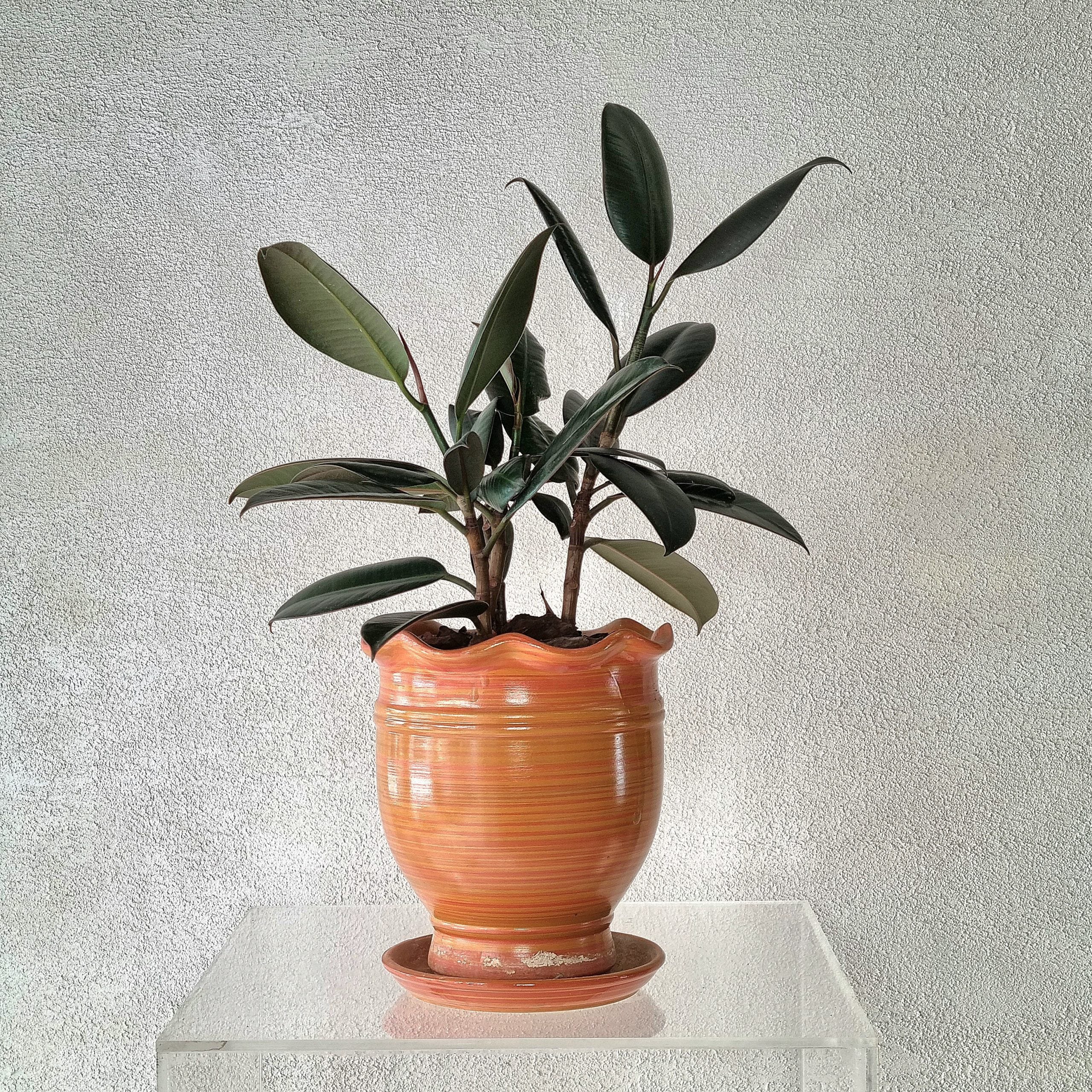 BURGUNDY RUBBER PLANT IN ORANGE POT