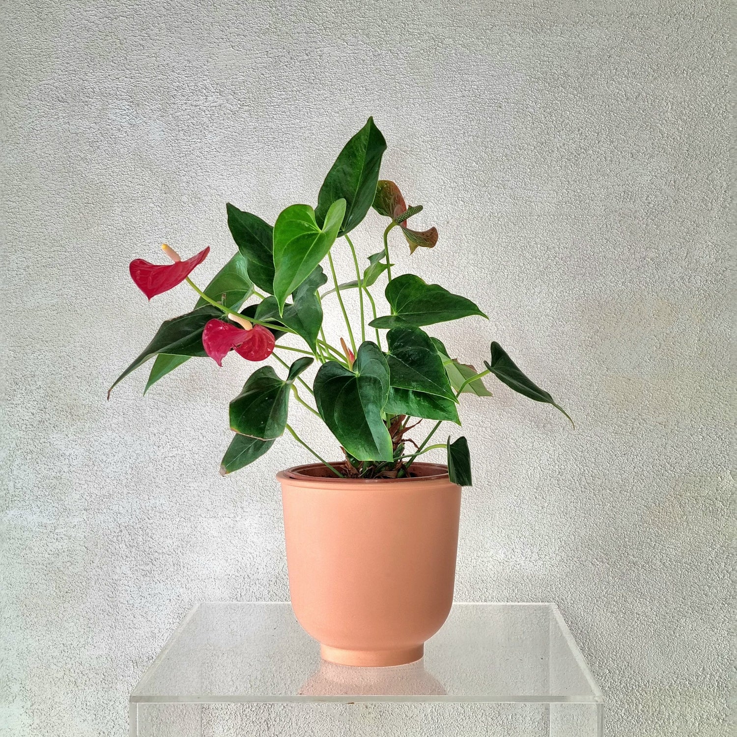 RED ANTHURIUM IN TERRACOTTA POT